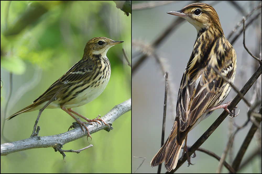 Pechora Pipit, Nanhui, 25 April 2015. © 2015 by Stephan Popp & Xueping Popp.