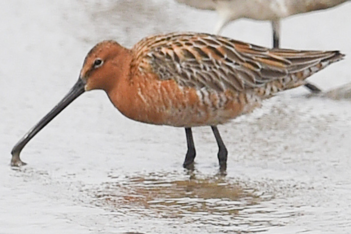 Asian Dowitcher