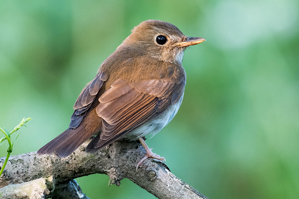 This Brown-chested Jungle Flycatcher was noted in Nanhui 30 May-1 June 2016. Photo by Kai Pflug.