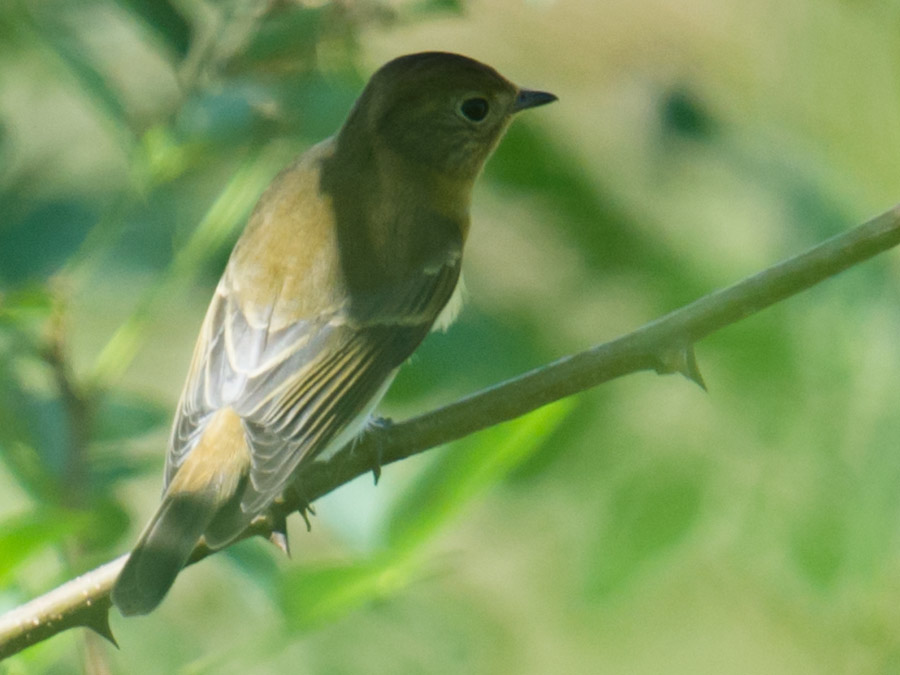 Green-backed Flycatcher, Dongtai, 28 Sept. 2015.