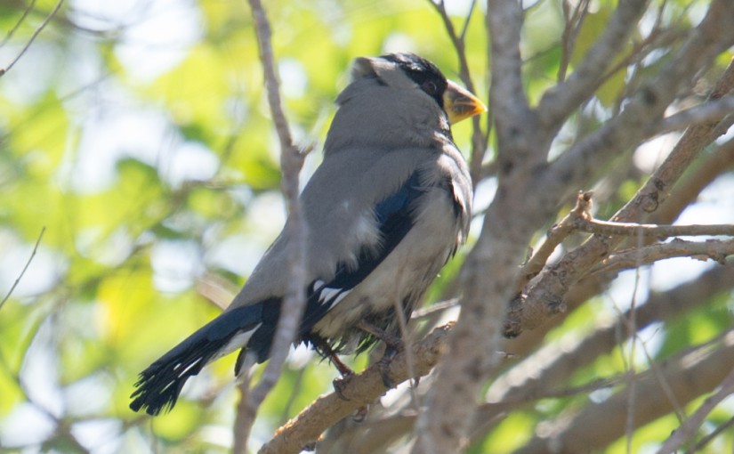 Japanese Grosbeak