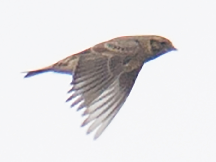 Lapland Longspur, Chongming.