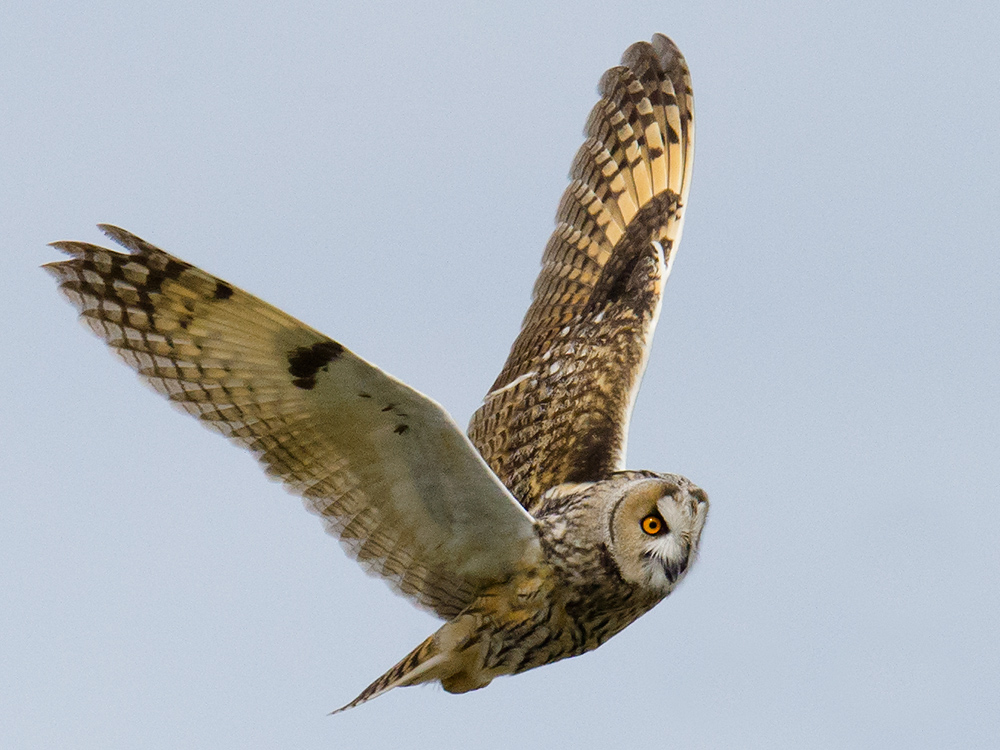 Long-eared Owl