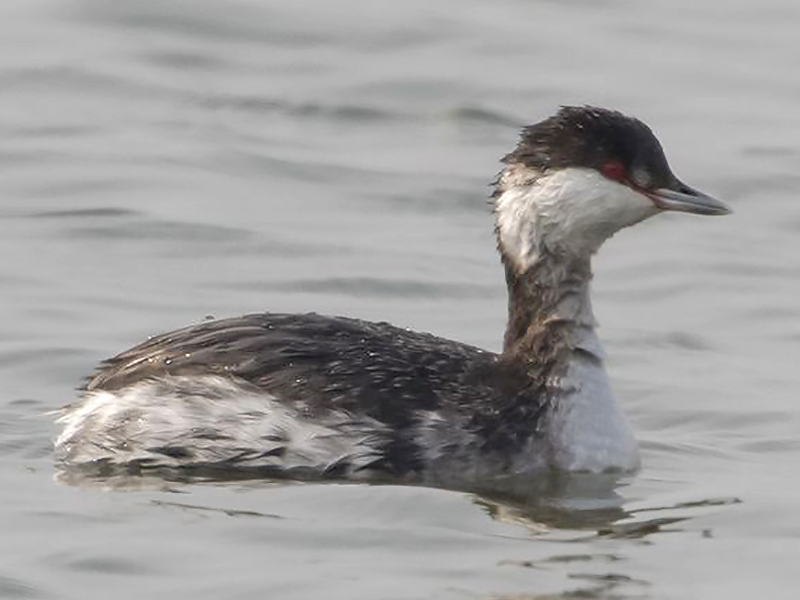 Horned Grebe, 1 of 3 seen on Dishui Lake, Shanghai, 5 Feb. 2016. Small numbers of this species have been noted on Dishui Lake since December 2015. Also known as Slavonian Grebe, Podiceps auritus is a rare winter visitor to the Shanghai region. Photo by Kai Pflug.