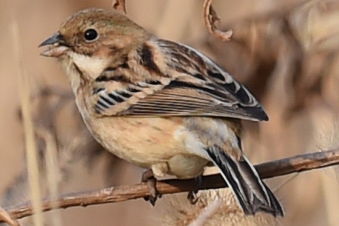 Pallas's Reed Bunting Emberiza pallasi lydiae, Chongming Island, Shanghai, 27 Dec. 2014. Much mystery surrounds the winter distribution of this poorly known subspecies. © 2014 by Stephan Popp & Xueping Popp.