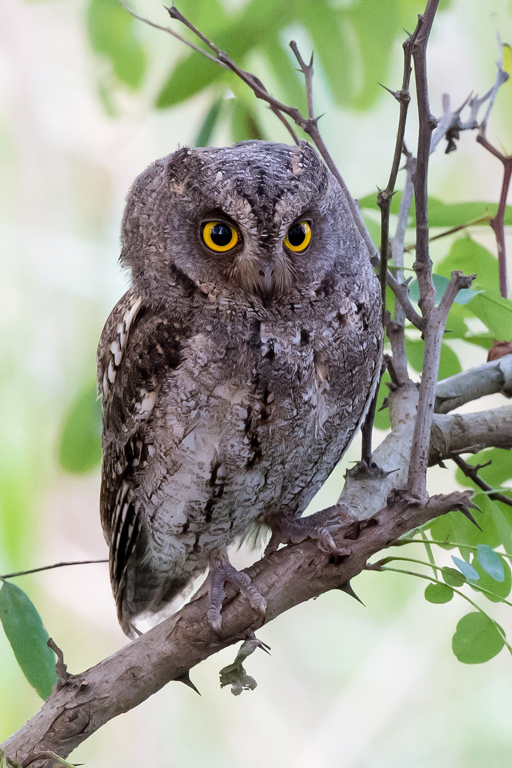 Oriental Scops Owl, Nanhui, 2 Nov. 2016. Photo by Kai Pflug.