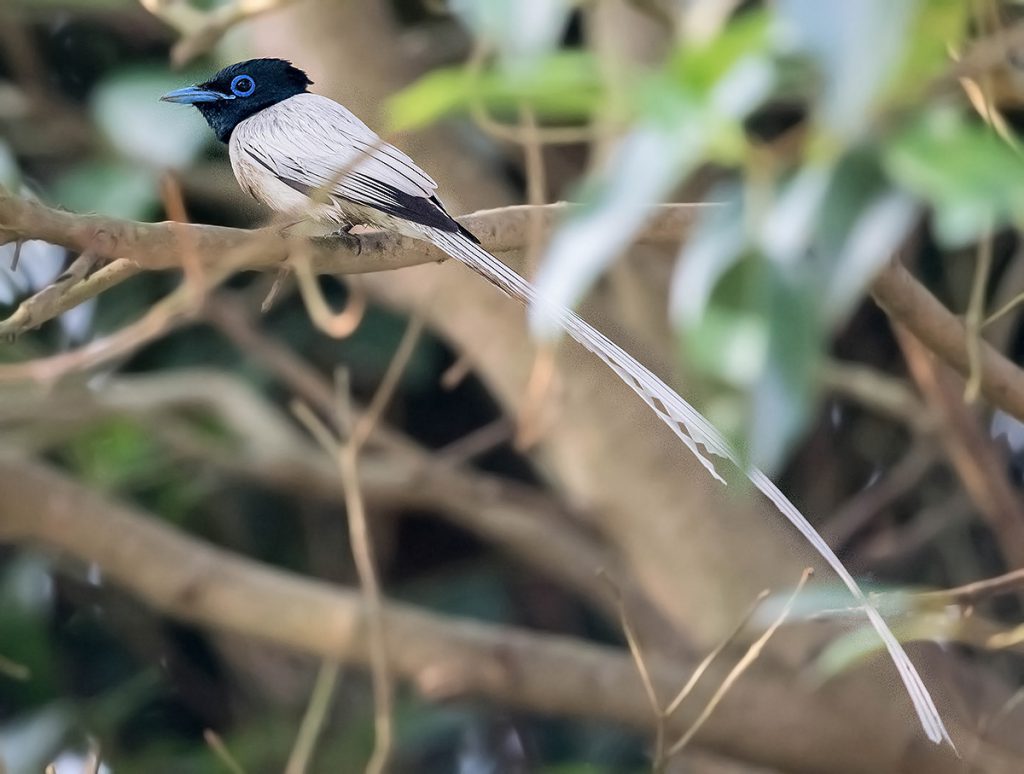 White-morph Amur Paradise Flycatcher, Nanhui, 30 May 2016. In Shanghai, Japanese Paradise Flycatcher is more common than Amur. Of the two species only Amur has the white morph. Photo by Kai Pflug.