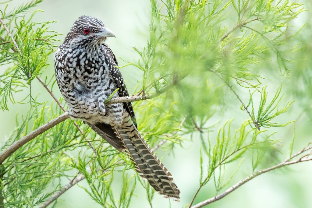 Asian Koel found 2 June 2016 at Nanhui. Photo by Kai Pflug.