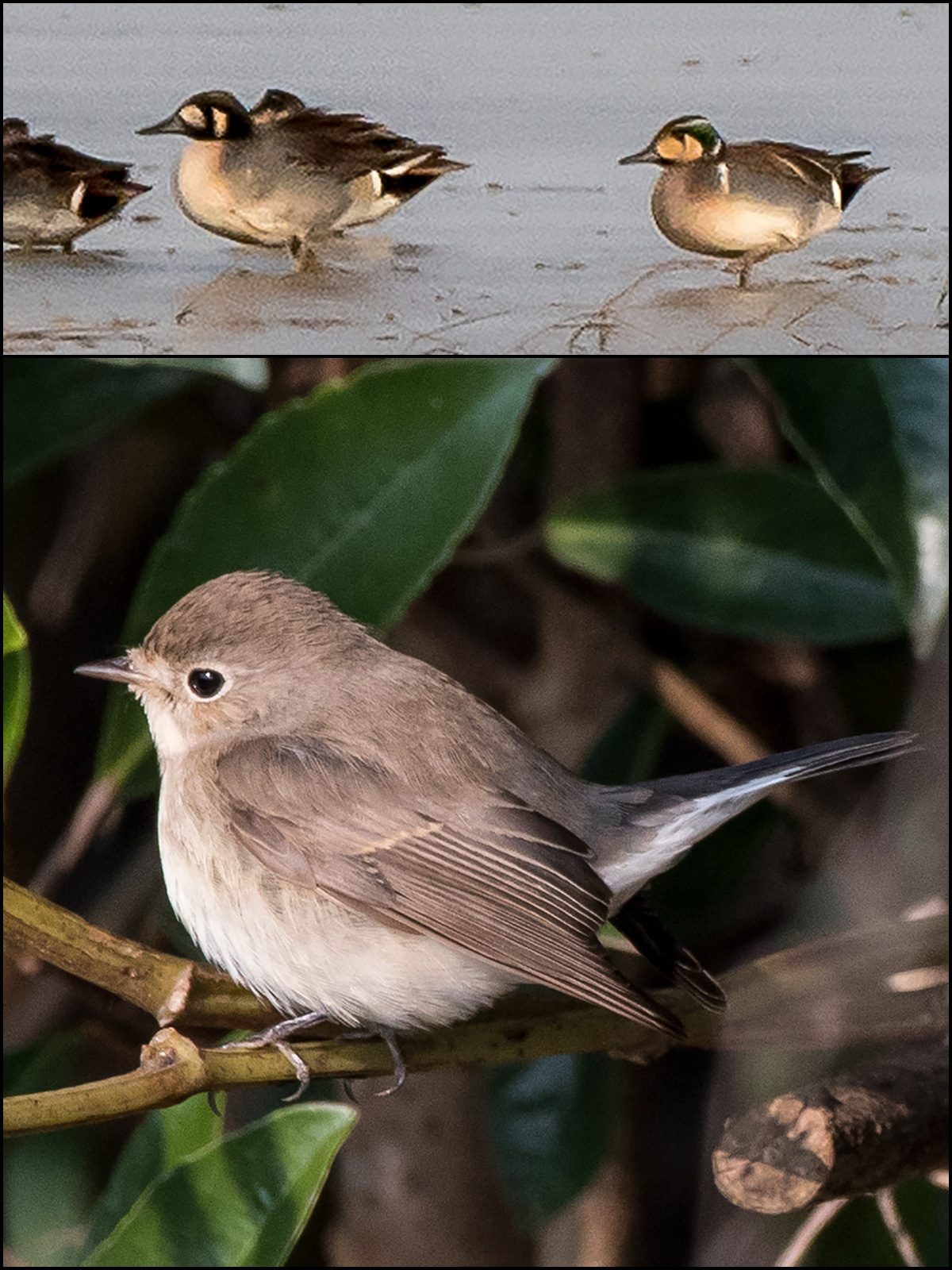 Top: hybrid Baikal Teal x Northern Pintail (L) and Baikal Teal. Bottom: Red-breasted Flycatcher, resident at Magic Parking Lot, Nanhui since at least 6 Dec. Photos by Hǎo Zhàokuān (郝兆宽).