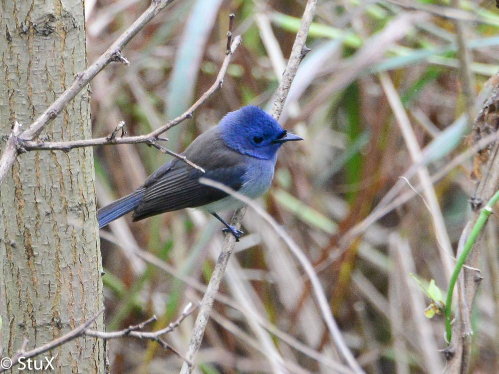 Black-naped Monarch