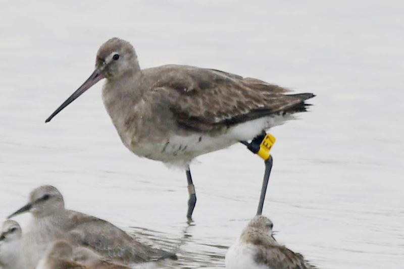 This photo, taken in Nanhui on 9 Sept. 2016 by local photographer kaca, shows the Black-tailed Godwit <a href="https://www.shanghaibirding.com/2016/09/04/pitta-nanhui/" target="_blank">that was first found 27 Aug. 2016</a> and that was banded this year in Kamchatka, 4000 km from Nanhui.