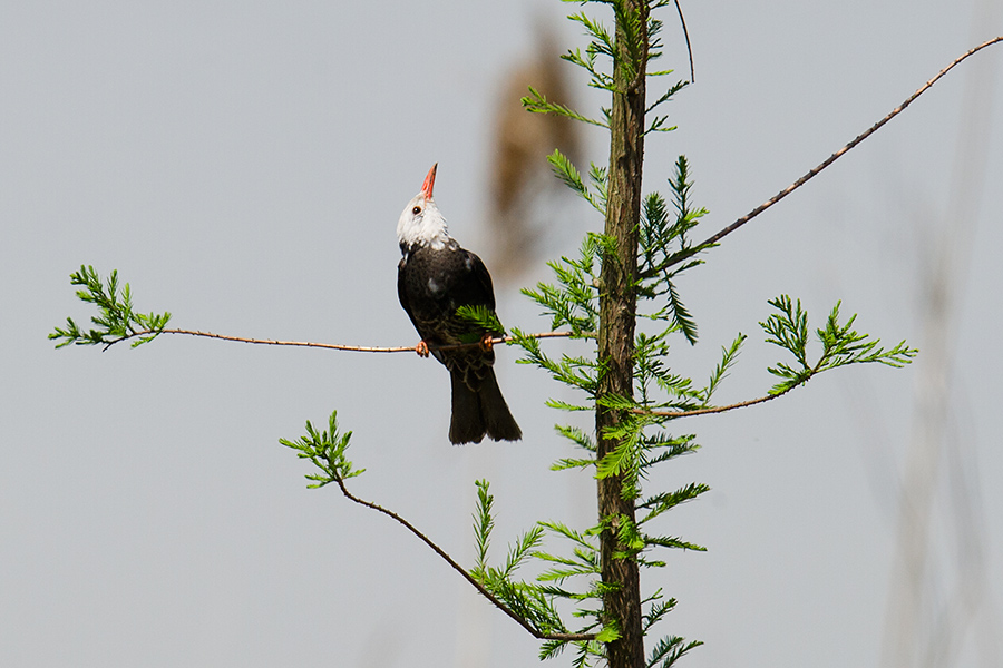 Black Bulbul, Nanhui, 17 May 2016.