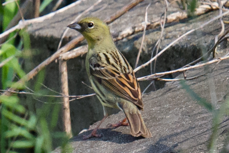 Yellow Bunting Emberiza sulphurata, Nanhui, 1 May 2016. Rare passage migrant Chinese coast. Breeds Japan, winters Philippines. Listed as Vulnerable by IUCN.