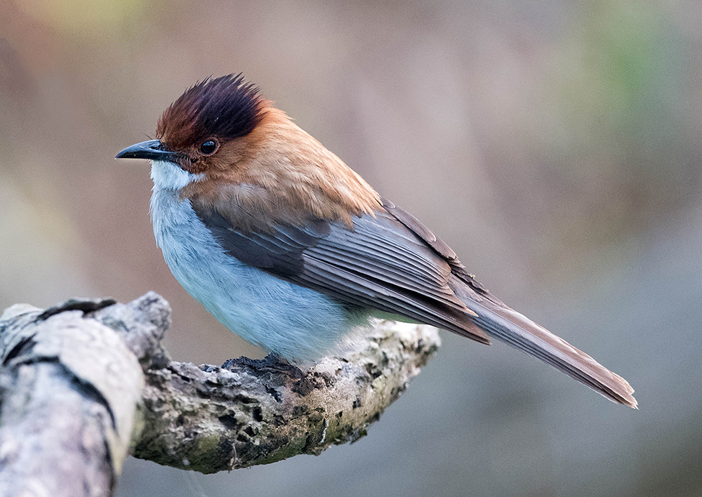 Chestnut Bulbul, Nanhui, 6 May 2016. Common in lowland forests in southeast China, Hemixos castanonotus is a rare vagrant to Shanghai. Photo by Kai Pflug.
