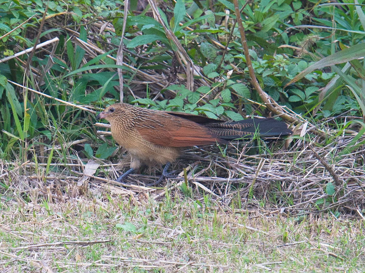 Lesser Coucal