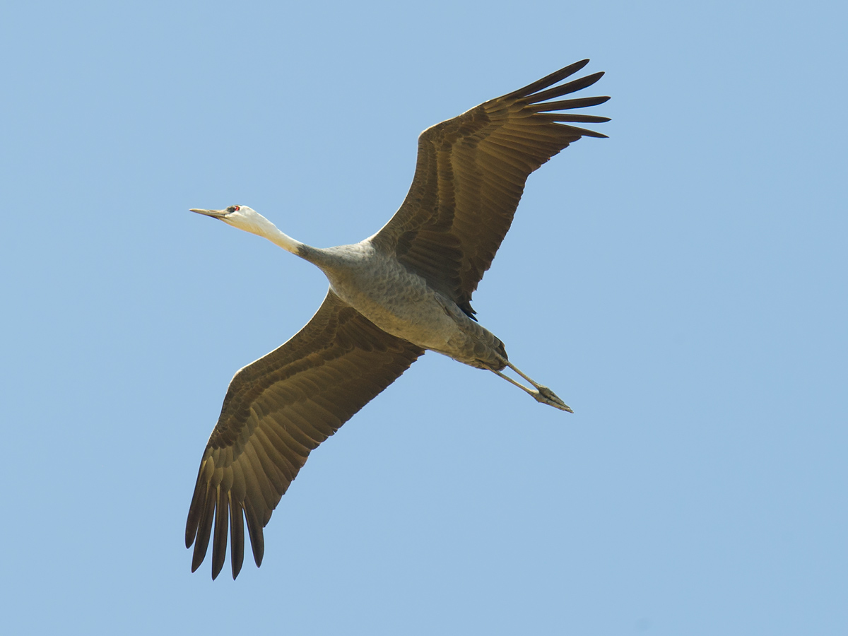 Hooded Crane