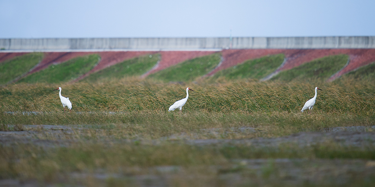 Siberian Crane at the newly reclaimed extension of Hengsha Island, 29 Nov. 2016. The cranes have been at this spot (<a href="https://www.google.com/maps/place/31%C2%B019'18.1%22N+122%C2%B001'05.3%22E/@31.3357847,121.9467299,27781m/data=!3m1!1e3!4m5!3m4!1s0x0:0x0!8m2!3d31.321708!4d122.018141" target="_blank">31.321708, 122.018141</a>) since at least 12 Nov. 2016. It is not known exactly what drew the cranes to Hengsha. Disturbances at <a href="https://www.google.com/maps/place/Poyang+Lake/@29.2577404,114.0262778,7z/data=!4m5!3m4!1s0x34303e5b2a0c4edb:0x89af8c1cdda020c9!8m2!3d29.1253133!4d116.2777073" target="_blank">Lake Poyang</a>, the wintering location of nearly every member of the species, may be a factor. Since 2000 <em>Leucogeranus leucogeranus</em> has been listed as <a href="http://dx.doi.org/10.2305/IUCN.UK.2015-4.RLTS.T22692053A78922067.en" target="_blank">Critically Endangered</a>. Only about 3750 individuals remain. Photo by Craig Brelsford.