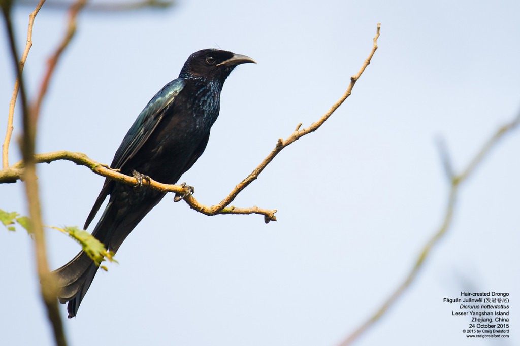 Hair-crested Drongo (发冠卷尾, fàguān juǎnwěi, Dicrurus hottentottus)