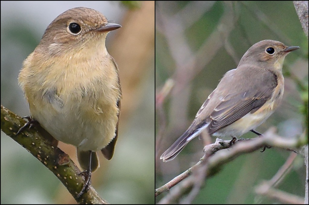 Red-breasted Flycatcher Ficedula parva, Nanhui, 22 Nov. 2015. These photos allow one to judge on plumage alone that this bird is a 1st-win. F. parva. Note the subtly warmer, buffier underparts of this bird as compared to the colder, greyer underparts of Taiga Flycatcher F. albicilla. © 2015 by Stephan Popp & Xueping Popp.