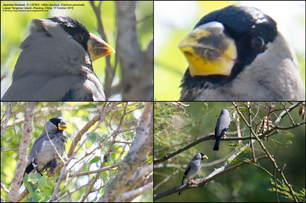 Japanese Grosbeak Eophona personata is larger than Chinese Grosbeak E. migratoria, has a simpler wing coloration (all-black primaries with large white patch in middle) and a less extensive black cap, and lacks black tip to bill.