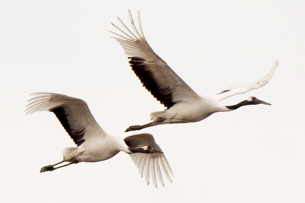 Amazing Red-crowned Crane made a historic first recorded visit to Cape Nanhui on 10 Dec. 2016. Photo by Hǎo Zhàokuān (郝兆宽).