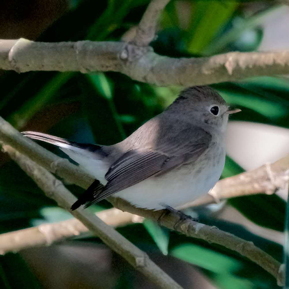 Red-breasted Flycatcher Ficedula parva, Nanhui.