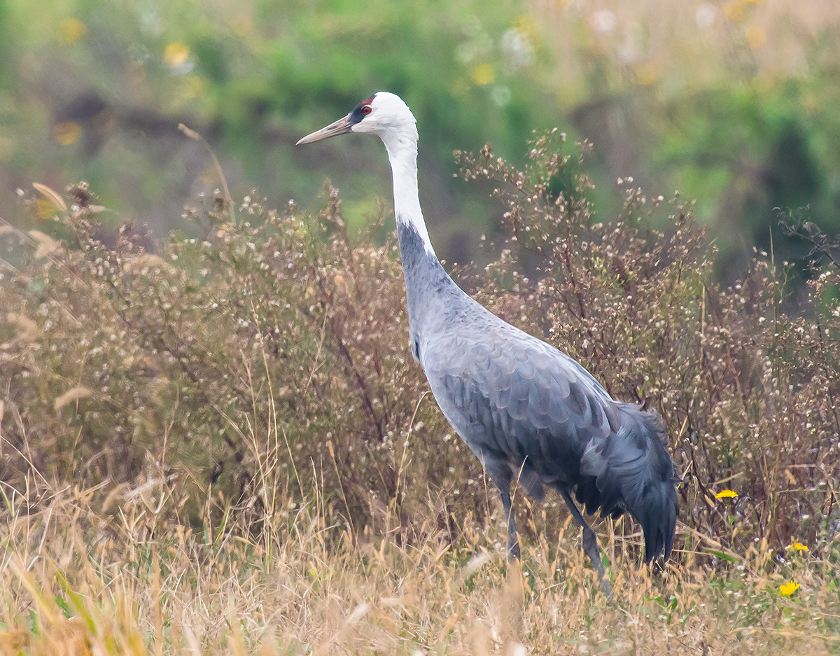 Hooded Crane