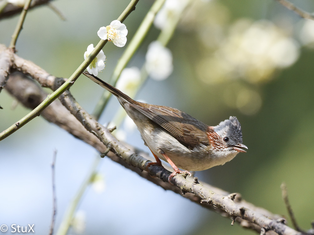 Indochinese Yuhina