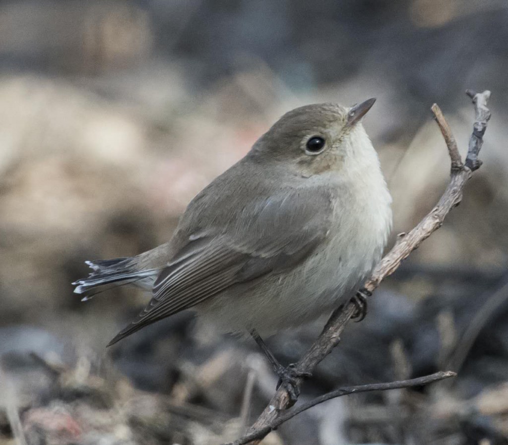 Red-breasted Flycatcher