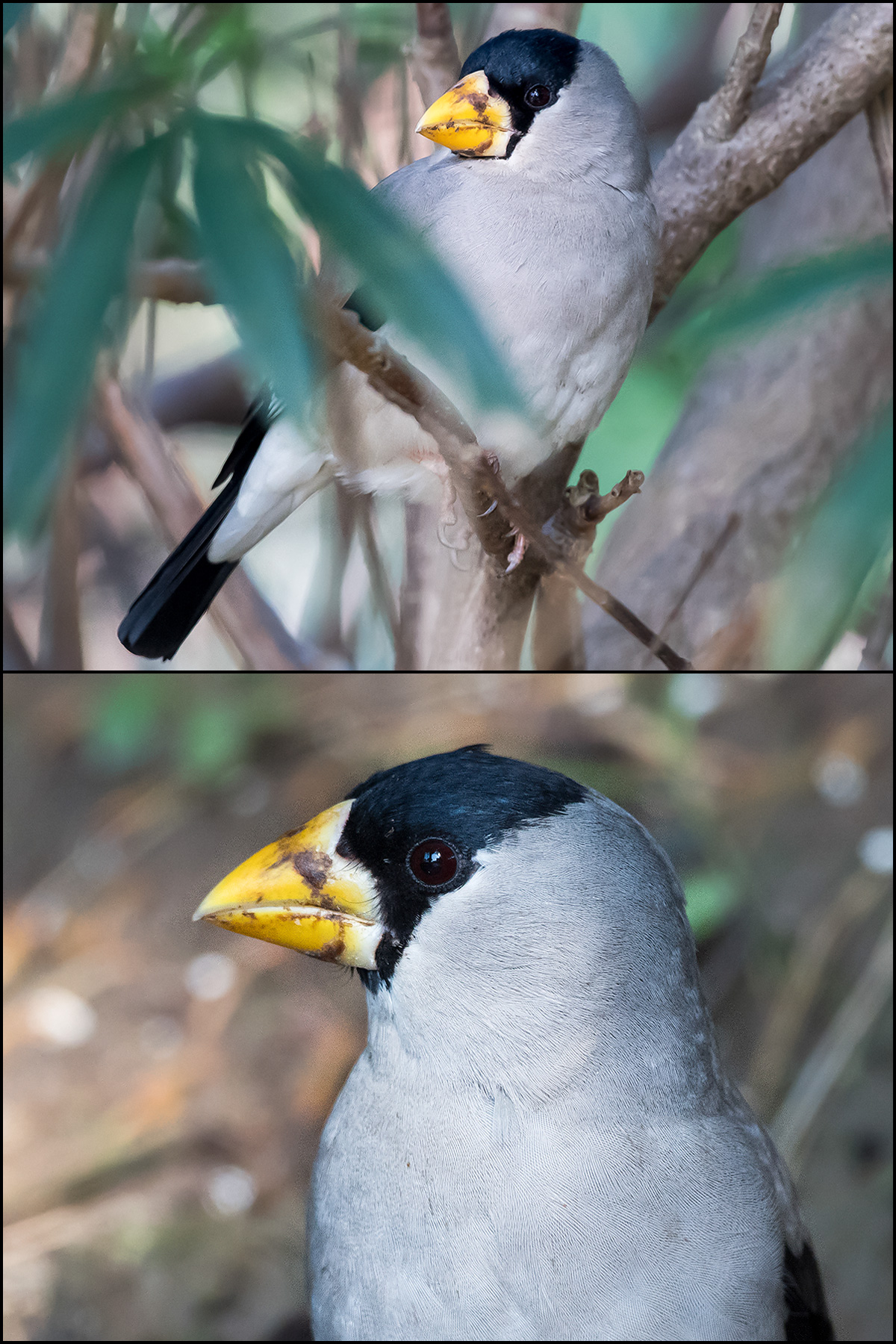 Japanese Grosbeak