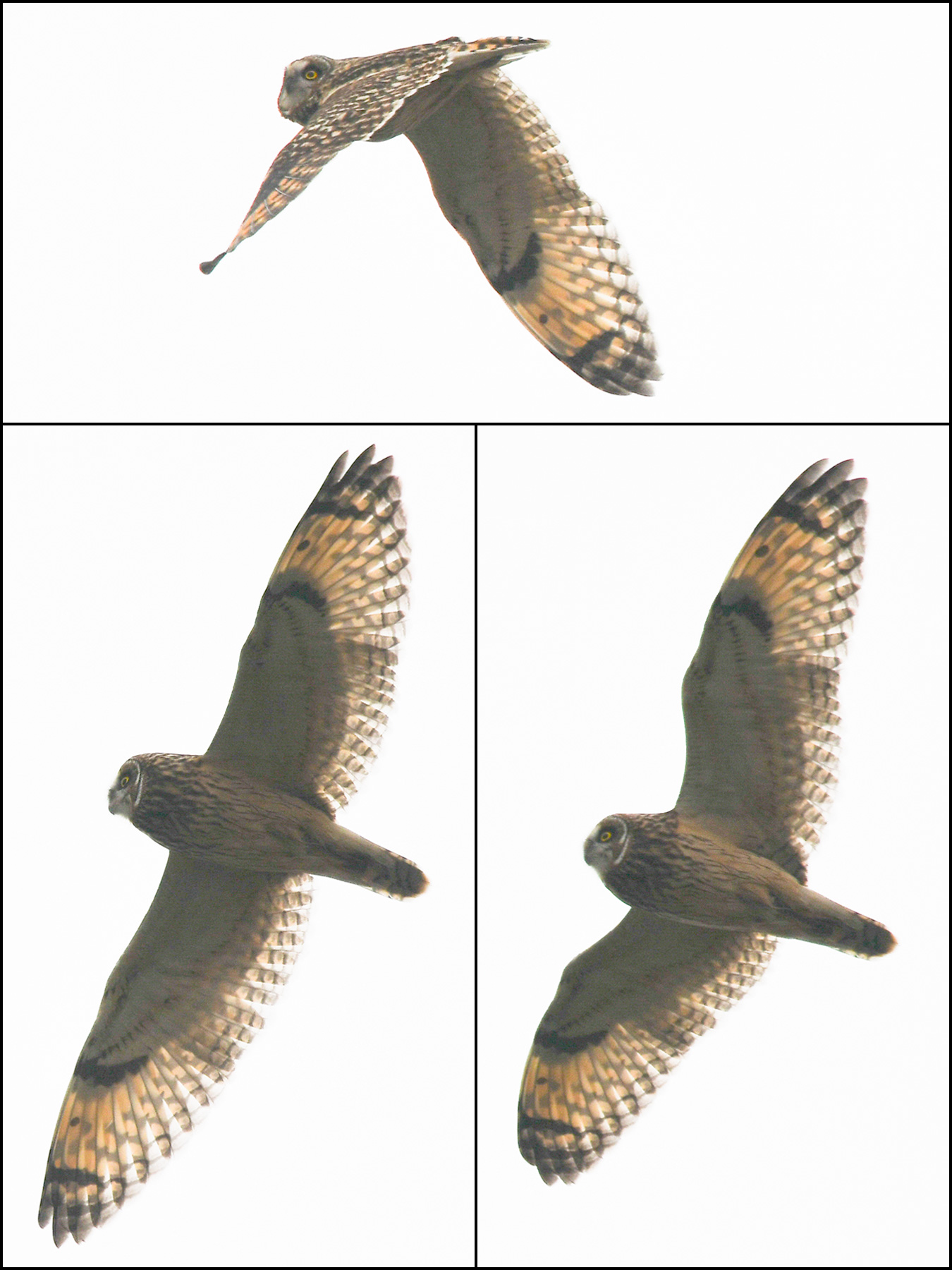 At Nanhui on 21 Nov. 2016, Shanghai birder kaca photographed this Short-eared Owl Asio flammeus flammeus. Short-eared Owl is similar to Long-eared Owl and is distinguished by its yellow eyes, pale belly, short tufts, and white trailing edge to wing--all readily seen in kaca's photos.
