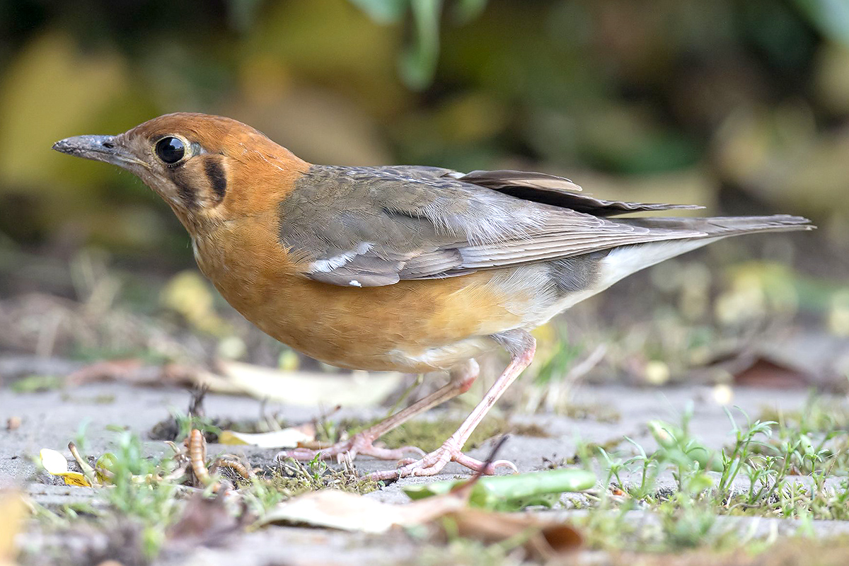 Orange-headed Thrush