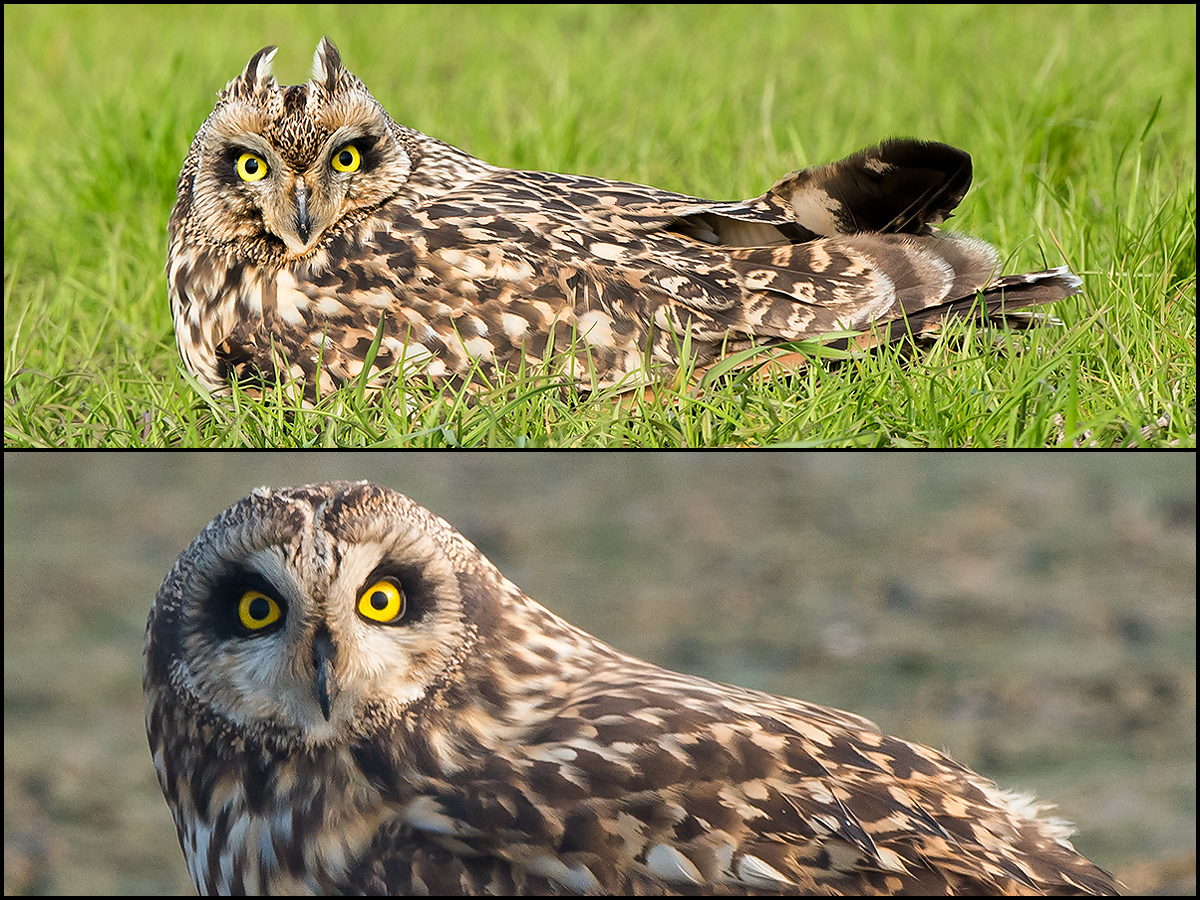 Short-eared Owl