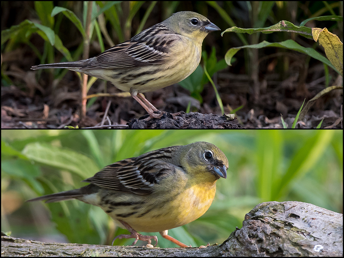 (Japanese) Yellow Bunting