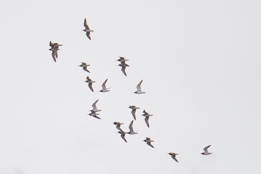 Great Knot