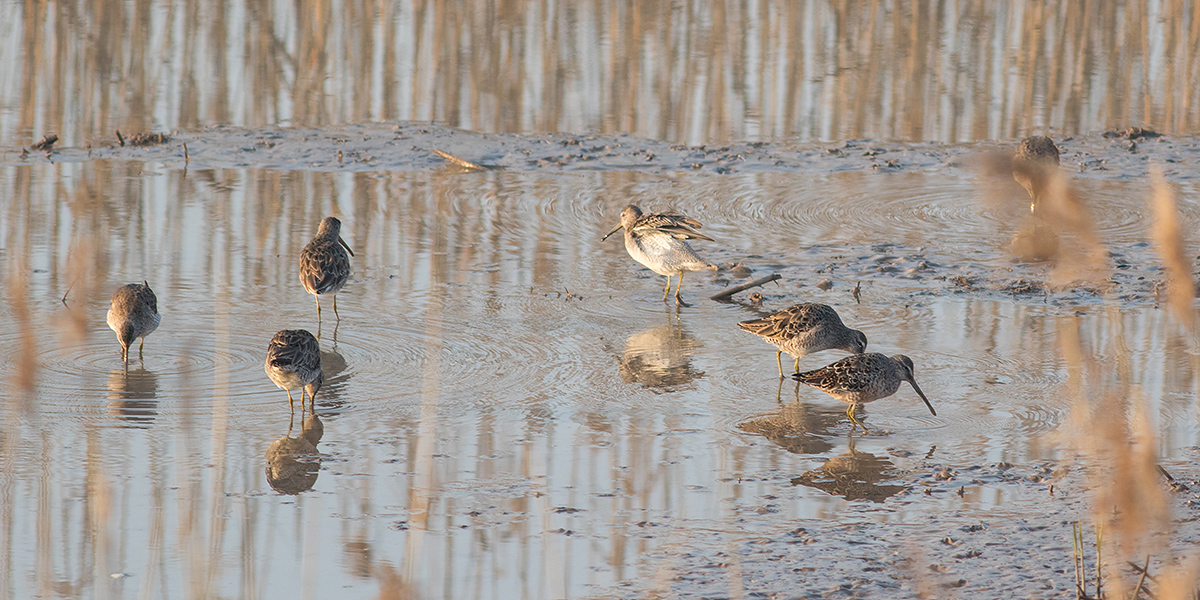 Long-billed Dowitcher