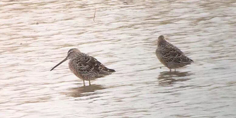 Long-billed Dowitcher