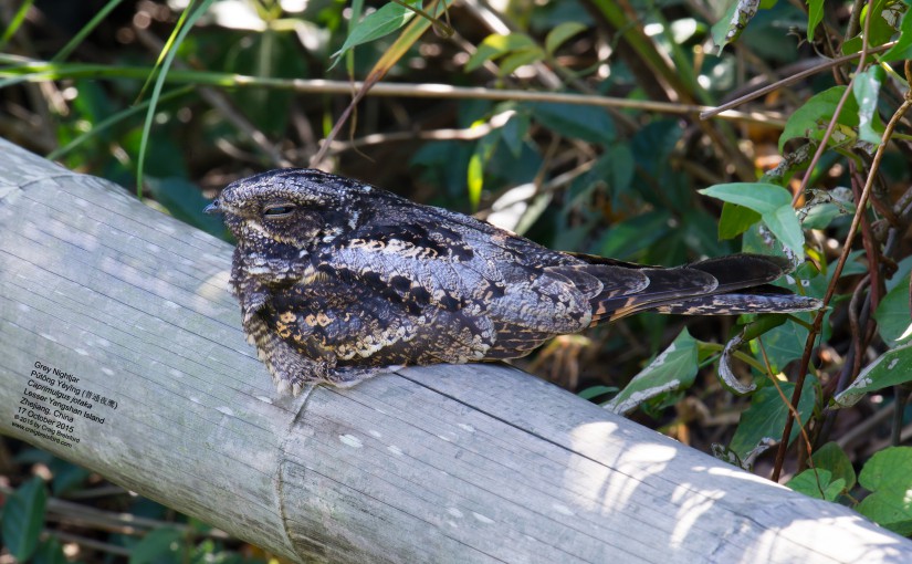 Grey Nightjar