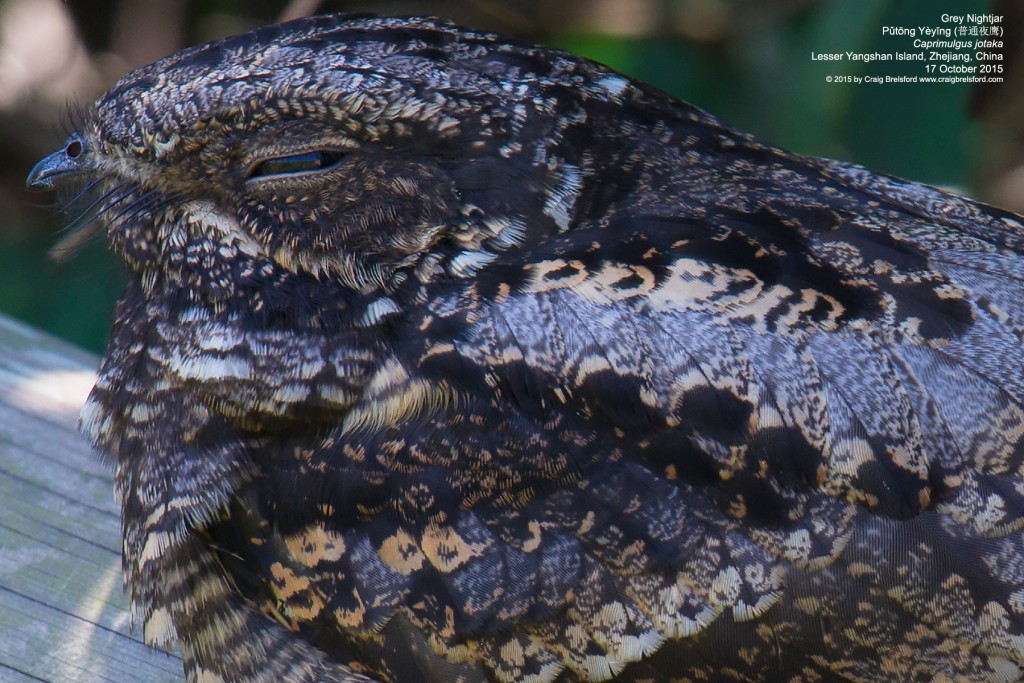 Grey Nightjar