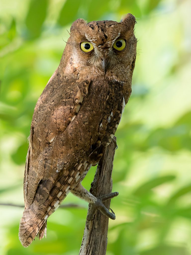 At Nanhui on 20 Sept. Kai Pflug photographed this rufous-morph Oriental Scops Owl.