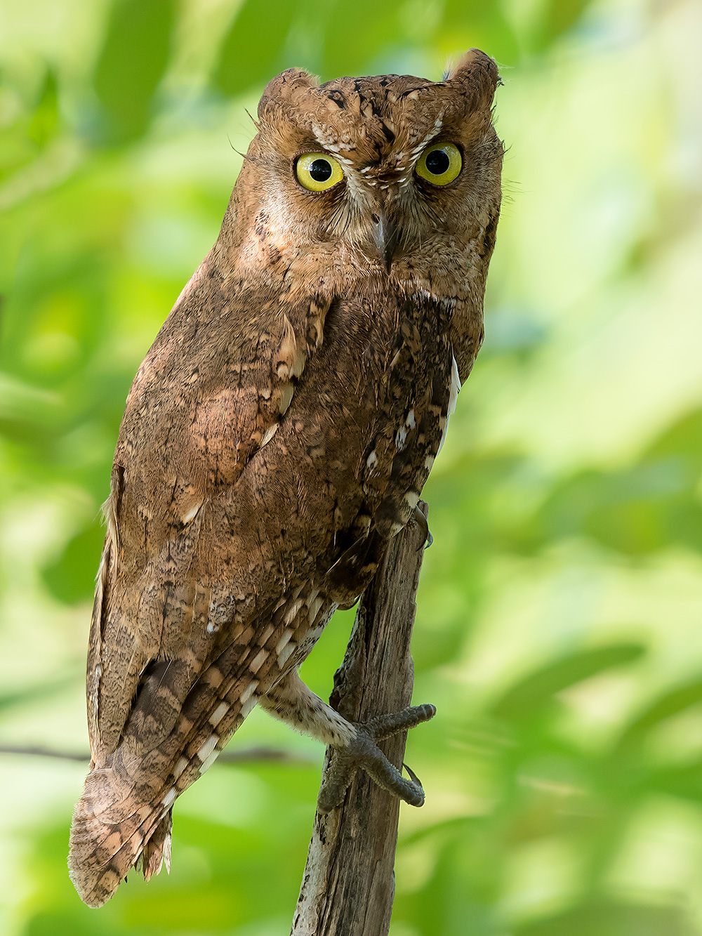 Oriental Scops Owl