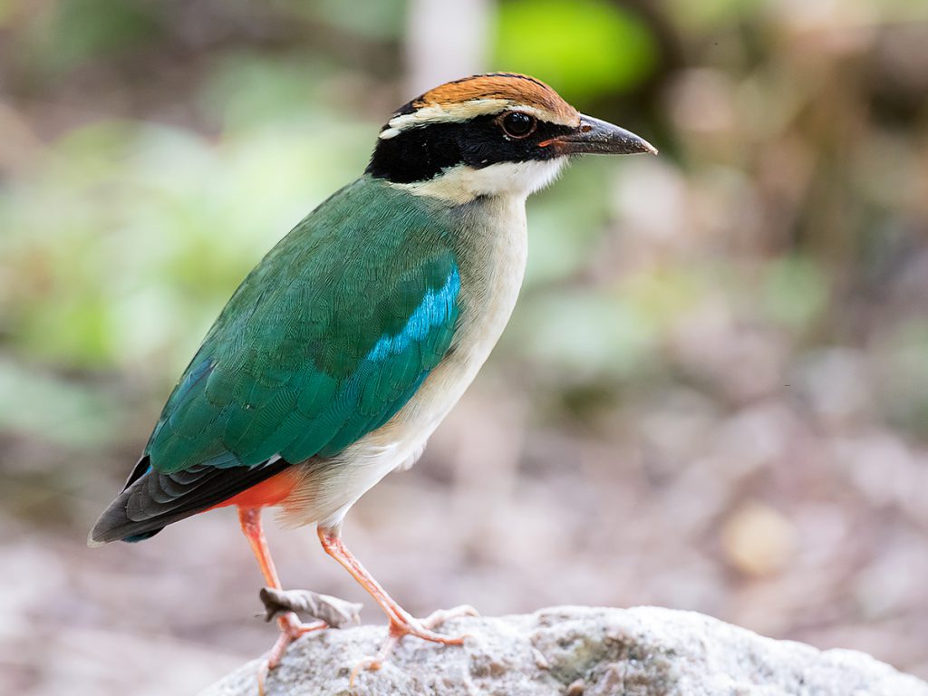 Fairy Pitta, 1 of 2 seen in Microforest 2, Nanhui, Shanghai, 4 Sept. 2016. Photo by Kai Pflug.