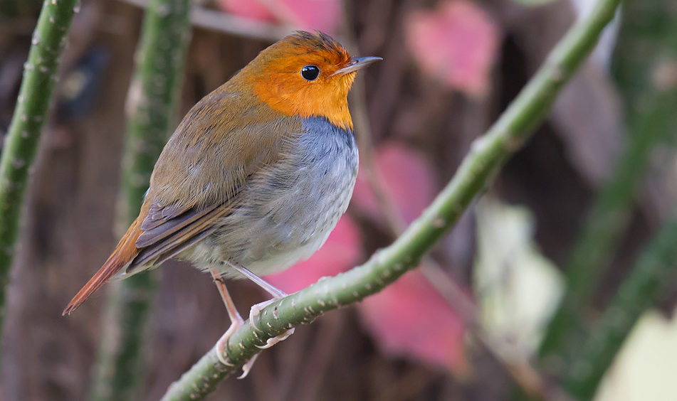 Japanese Robin