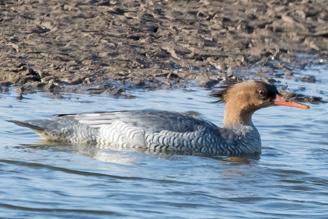 Scaly-sided Merganser