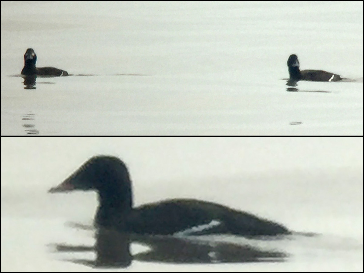 White-winged Scoter, Nanhui, 18 Dec. 2016. Photo by Komatsu Yasuhiko.
