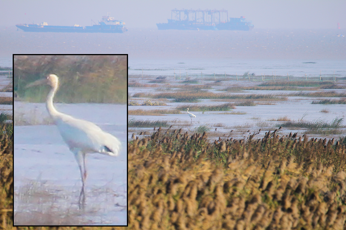 Siberian Crane