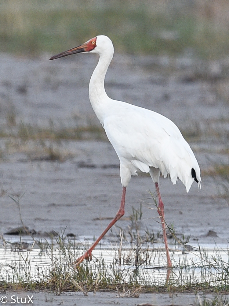 One of the 3 Siberian Crane on Hengsha Island. Photo © 2016 by Stephan Popp and Xueping Popp.