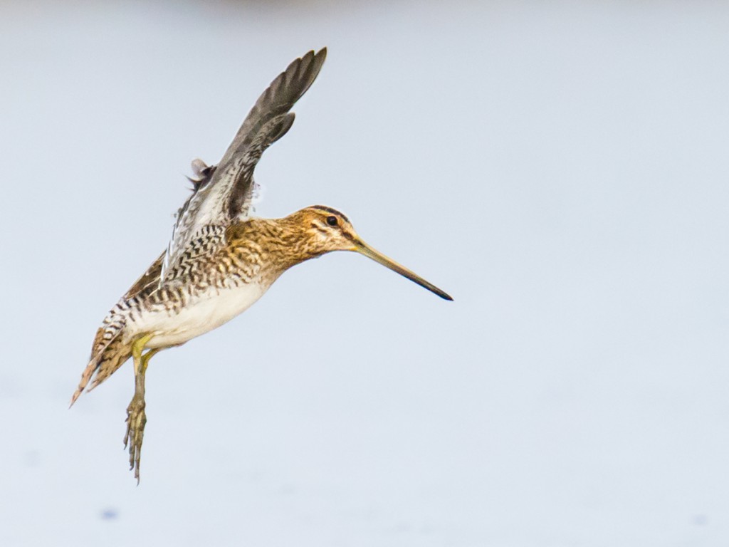 Common Snipe