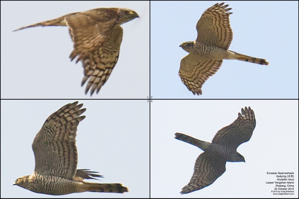 Eurasian Sparrowhawk