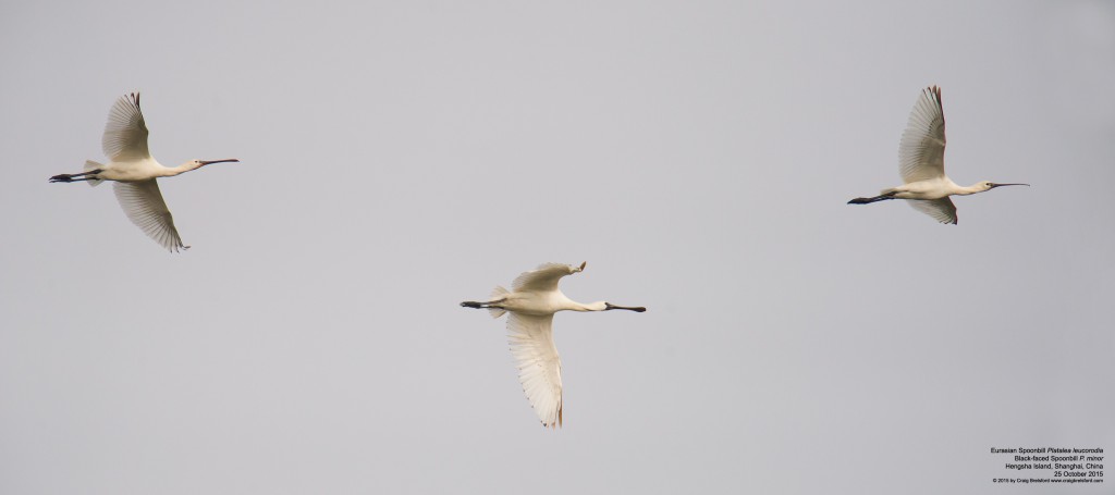 spoonbills